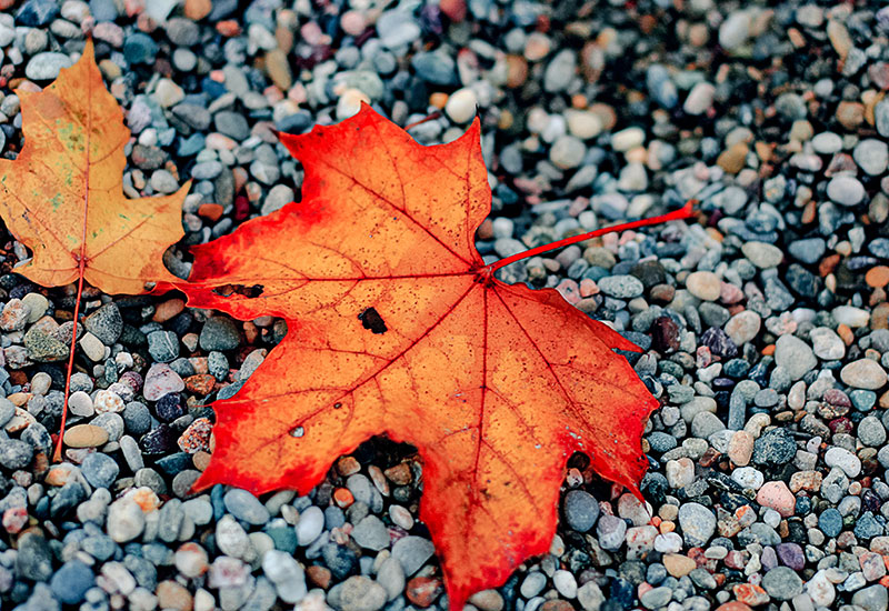 Photo of a leaf on the ground